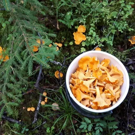 Kujanpaeae | Paajoen Vuokramoekit