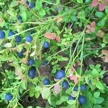 Kujanpaeae | Paajoen Vuokramoekit منتزه العطل Himos