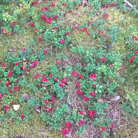 Kujanpaeae | Paajoen Vuokramoekit منتزه العطل