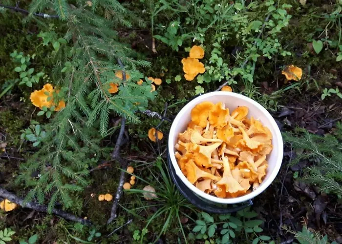 Kujanpaeae | Paajoen Vuokramoekit