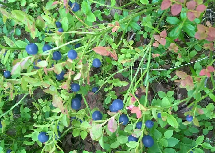 Kujanpaeae | Paajoen Vuokramoekit ホリデーパーク Himos