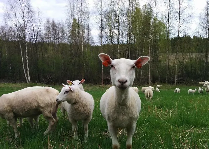 Kujanpaeae | Paajoen Vuokramoekit ホリデーパーク 5*