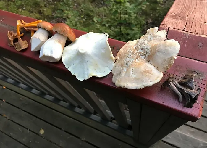 Kujanpaeae | Paajoen Vuokramoekit 5* Himos